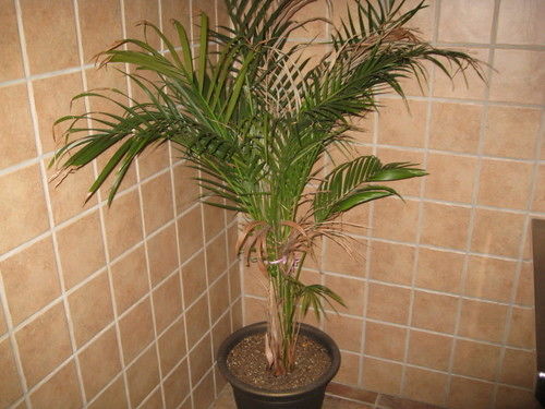 Arabi Economy Inn New Orleans מראה חיצוני תמונה